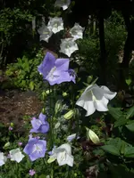 Garten 003.webp