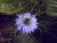 Garten 006.webp