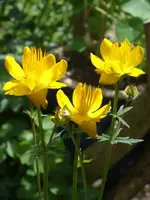 Garten 018.webp