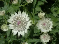 Garten 019.webp