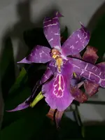 DSCI0979.webp