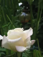 19.06.2010 006.webp