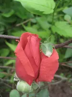 19.06.2010 007.webp