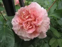 19.06.2010 015.webp