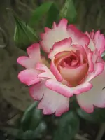 19.06.2010 018.webp