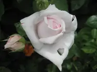 19.06.2010 021.webp
