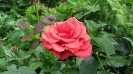 082.webp
