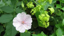 095.webp