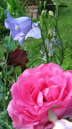 097.webp