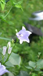 106.webp