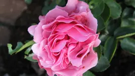 108.webp