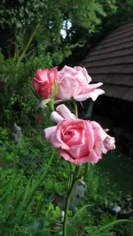 109.webp