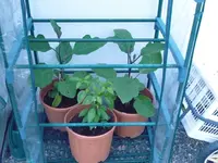 aubergine.webp