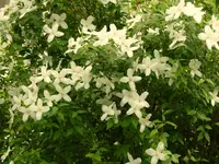 bauenjasmin.webp