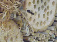 bienenhotel.webp