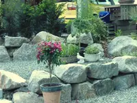 bougainvillea.webp
