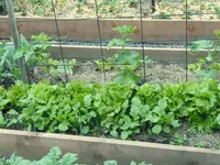 gurke salat.webp