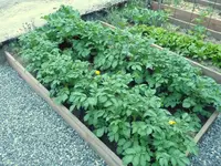 kartoffeln.webp