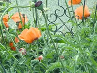 mohn.webp