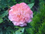 rose augusta luise.JPG