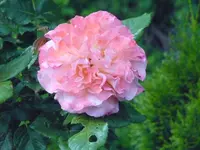 rose augusta luise.webp