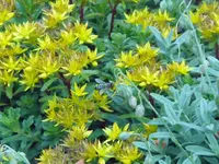 sedum.webp