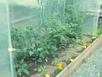 tomaten.webp