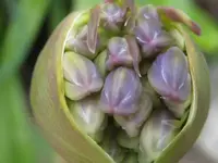 Agapanthus k.webp