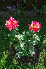 DSC_0074.webp