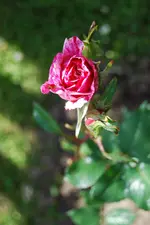 DSC_0075.webp