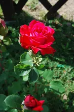 DSC_0076.webp