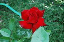 DSC_0077.webp
