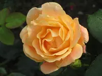 IMG_2558 Abraham Darby.webp