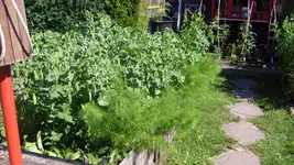 Do, 17.Juni 2010 (14).webp