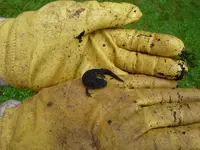 feuersalamander1.webp