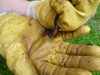 feuersalamander3.webp