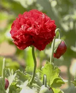 IMG_2906.webp