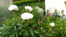 K800_Sommer 2010 006.webp