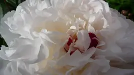weiße pfingstrose.webp