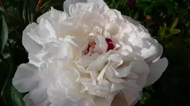 weiße Pfingstrose (2).webp