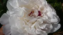 weiße Pfingstrose (3).webp