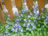 Garten 001.webp