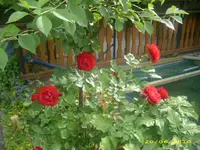 Garten 002.webp