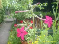 Garten 003.webp