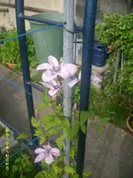 Garten 004.webp