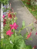 Garten 005.webp