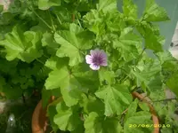 Garten 006.webp