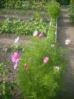 Garten 010.webp