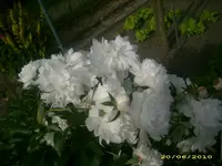 Garten 011.webp