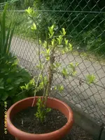 Garten 012.webp